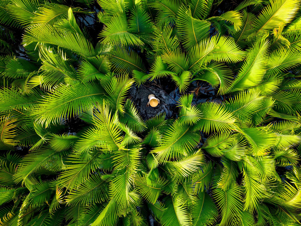 The Nipa palm forest in Vietnam