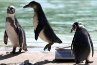 <p>A Humboldt penguin jumps off scales during the annual weigh-in at London Zoo, August 24, 2016. (Neil Hall/Reuters)</p>