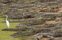 An egret flies over a bask of caiman on the banks of the almost dried up Bento Gomes river, in the Pantanal wetlands near Pocone, Mato Grosso state, Brazil, Monday, Sept. 14, 2020. The Pantanal is the world’s largest tropical wetlands, popular for viewing jaguars, along with caiman, capybara and more. This year the Pantanal is exceptionally dry and burning at a record rate. (AP Photo/Andre Penner)