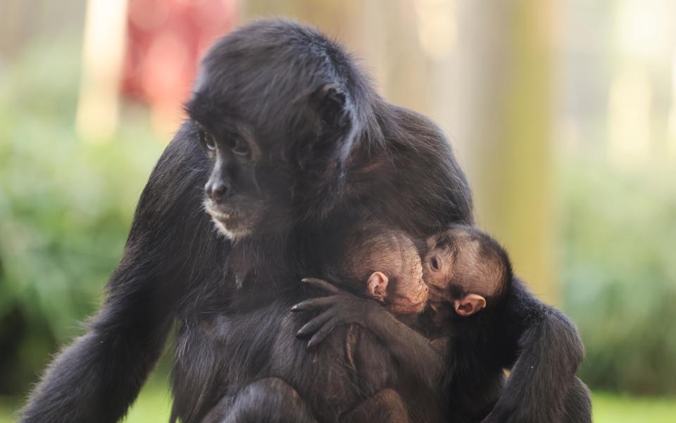 The newborns were born in November but have just received their names (Chessington World of Adventures Zoo)