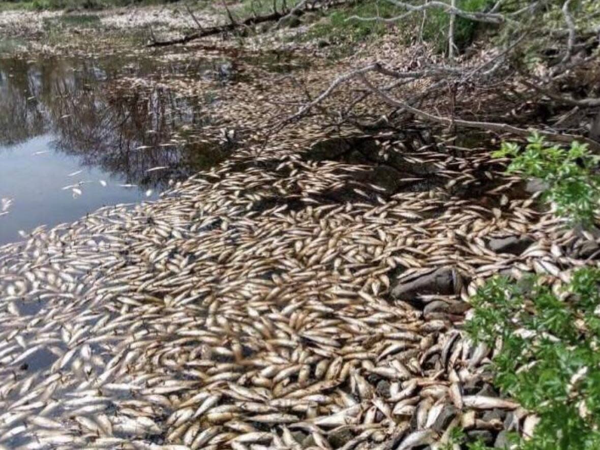 Thousands of gaspereau died recently when they were unable to find passage up the Tusket River. (Submitted by Aaron Leblanc - image credit)