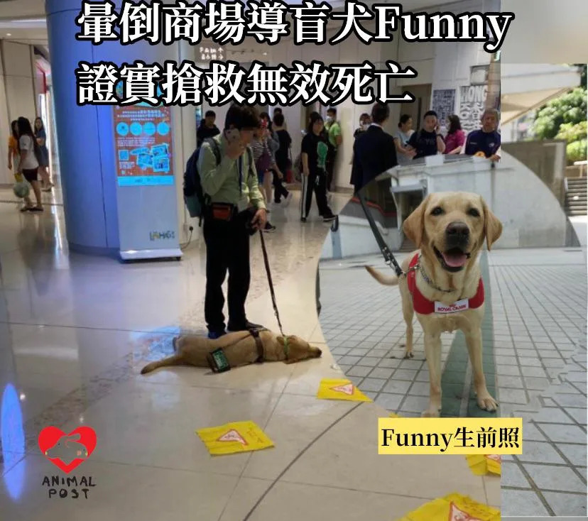 暈倒商場導盲犬Funny 晚上搶救無效死亡