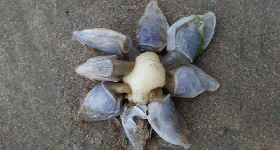 Buoy barnacles found washed up on Saunton Sands, in North Devon.