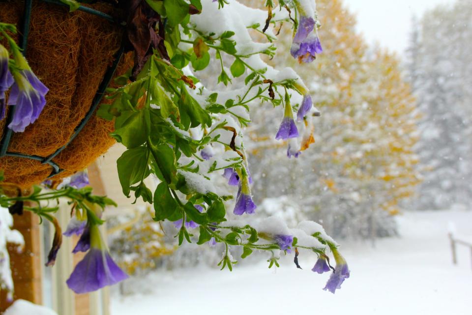 Calgary snow