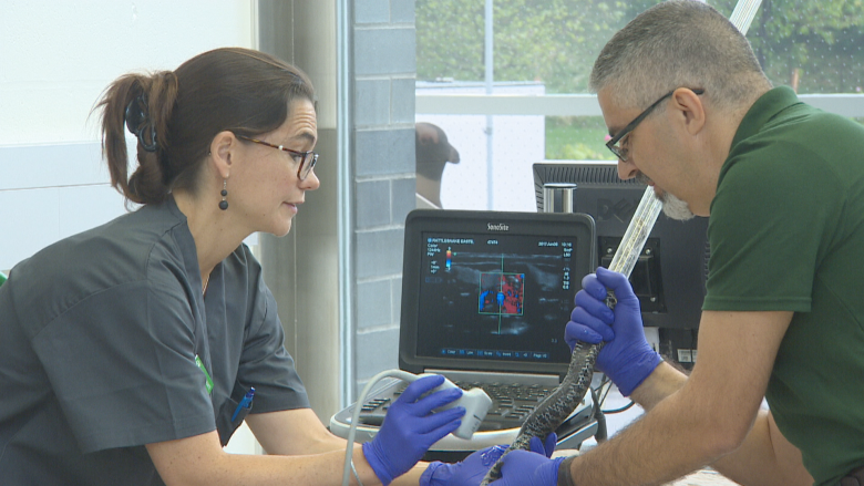 Toronto Zoo's new animal hospital can squeeze an injured polar bear into its X-ray machine