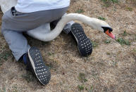 <p>Ein Schwan während seiner Untersuchung anlässlich des jährlichen „Swan Upping“ in London. Bei dem Ritual werden die Schwäne der Themse erst gezählt und dann untersucht und markiert. Die Tiere sind persönliches Eigentum der Königin. (Bild: Reuters) </p>