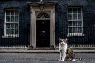 Bitte nicht stören, Larry ist gerade im Dienst! Er hat einen äußerst wichtigen Beruf. Der britische Kater ist Chief Mouser to the Cabinet Office und lebt zusammen mit dem jeweiligen Premierminister in der Downing Street No. 10. Seit 2011 hat er die wichtige Aufgabe, das Haus von Ratten und Mäusen freizuhalten. (Bild: 2019 Getty Images/Chris J Ratcliffe)