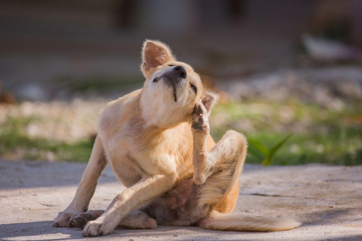 Dog owners are being advised to wash mud off their pets legs, tummy and paws as a precaution <i>(Image: Getty)</i>