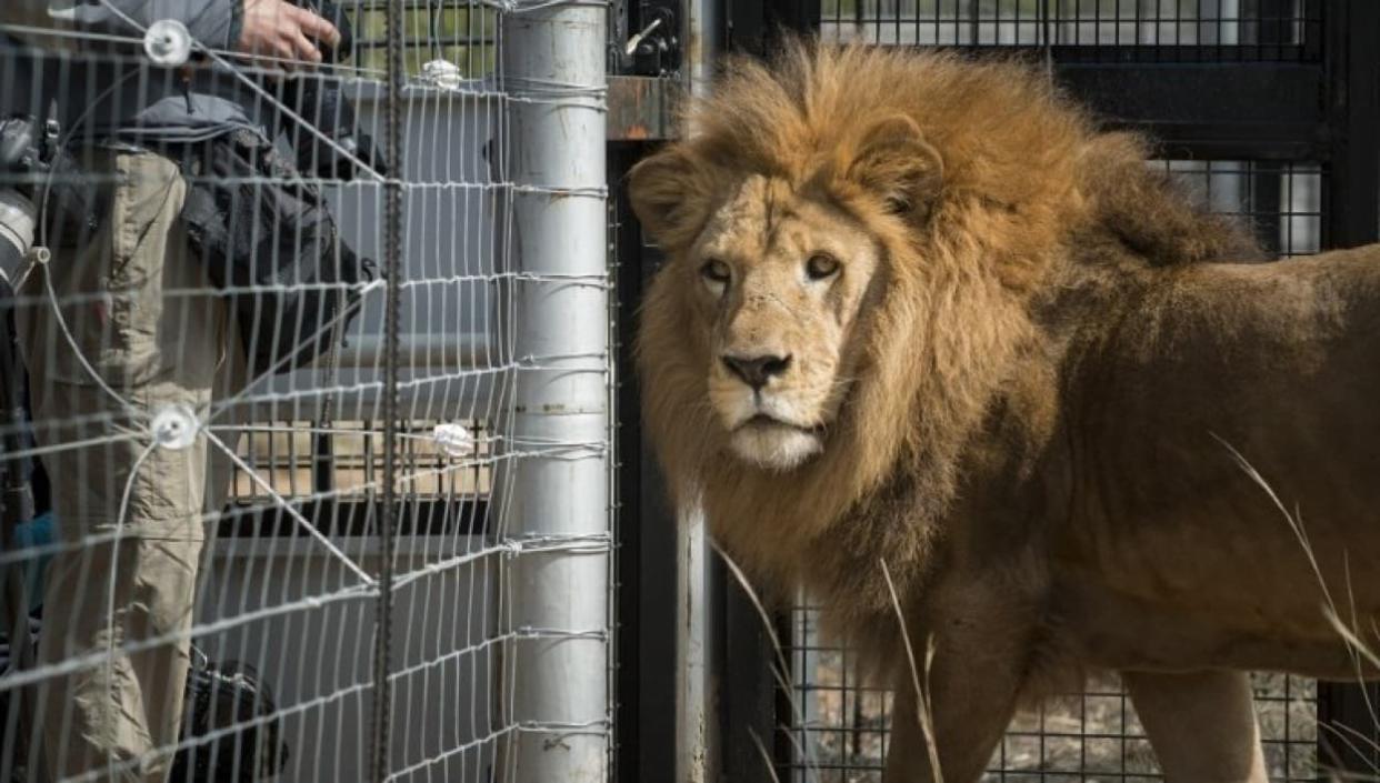Un lion dans un zoo (image d'illustration). - AFP
