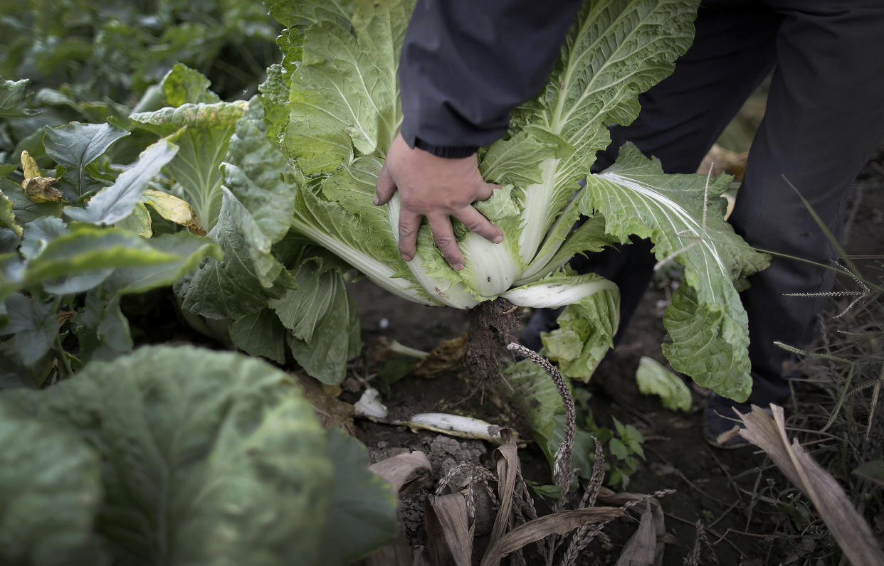 A farmer plucks on a cabbage from its main crop, where most of it will be harvested early next month and used to make Kimchi, at the Chilgol vegetable farm on the outskirts of Pyongyang, North Korea, Friday, Oct. 24, 2014. It looks like the residents of Pyongyang won’t be lacking for cabbage and vegetables come next month, when the crops will be harvested. Providing enough food to feed the nation is always a struggle for North Korea, which suffered a near cataclysmic famine in the 1990s but has since managed to increase its agricultural production to what international organizations believe is closer to the self-sufficiency level than the country has seen in years. (AP Photo/Wong Maye-E)