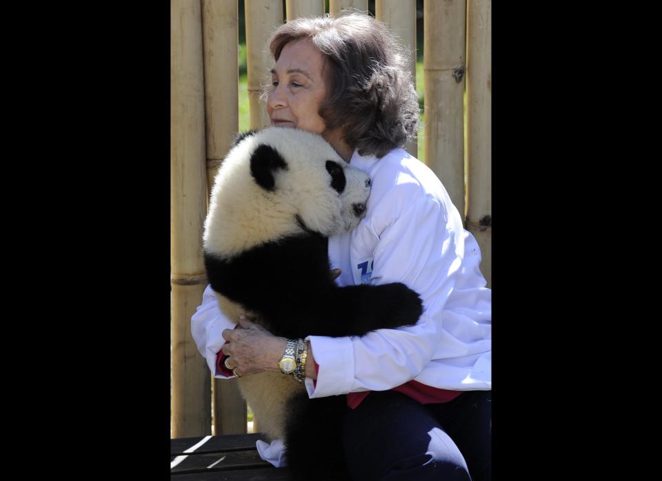 Spain's Queen Sofia hugs a 7-month-old panda cub during her visit to Madrid's Zoo on March 29, 2011 in Madrid.     (Photo credit JAVIER SORIANO/AFP/Getty Images)