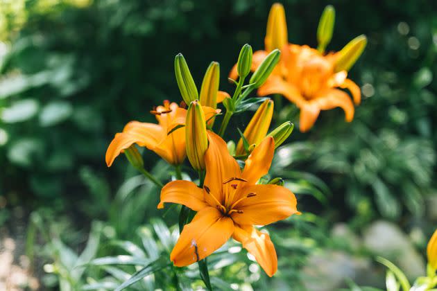 Tiger lilies are among the most toxic kind of lilies for cats. (Photo: Ascent/PKS Media Inc. via Getty Images)