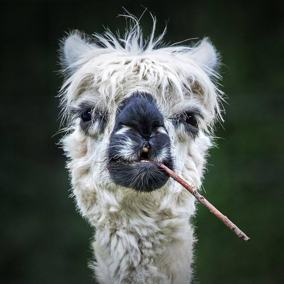 1) Smiling llama by Stefan Brusius