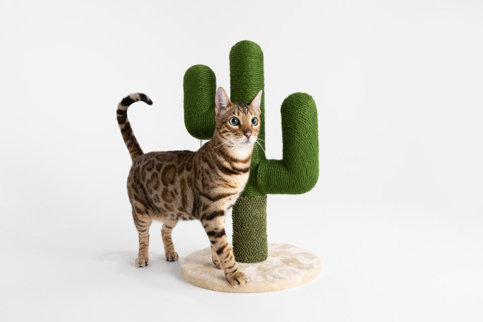 Cat with a Kmart cactus