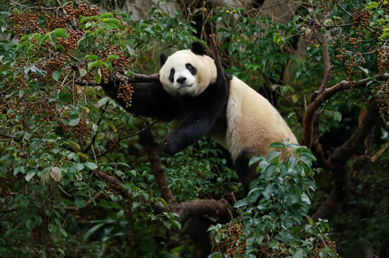 圓寶爽吃茄苳樹果實。 （圖／動物園提供）