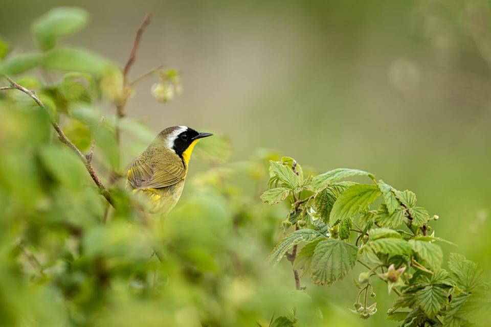 A common yellowthroat perches on a branch in Maine's Rachel Carson National Wildlife Refuge.