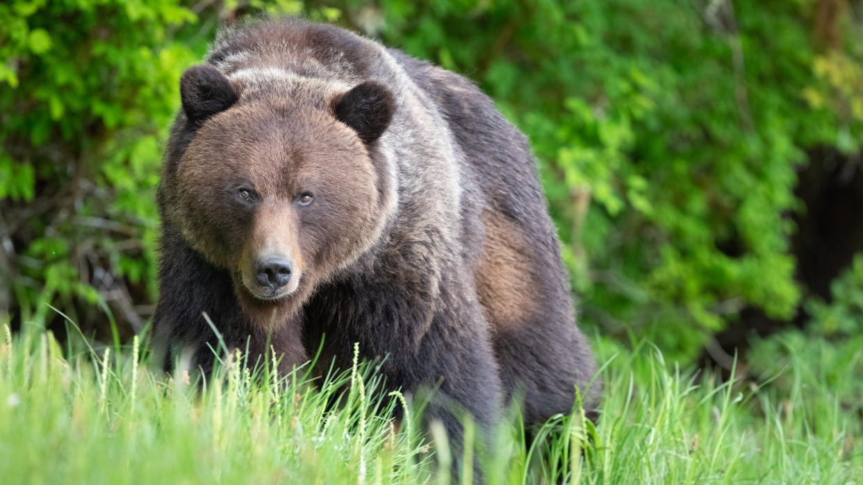  Grizzly bear in Canada. 