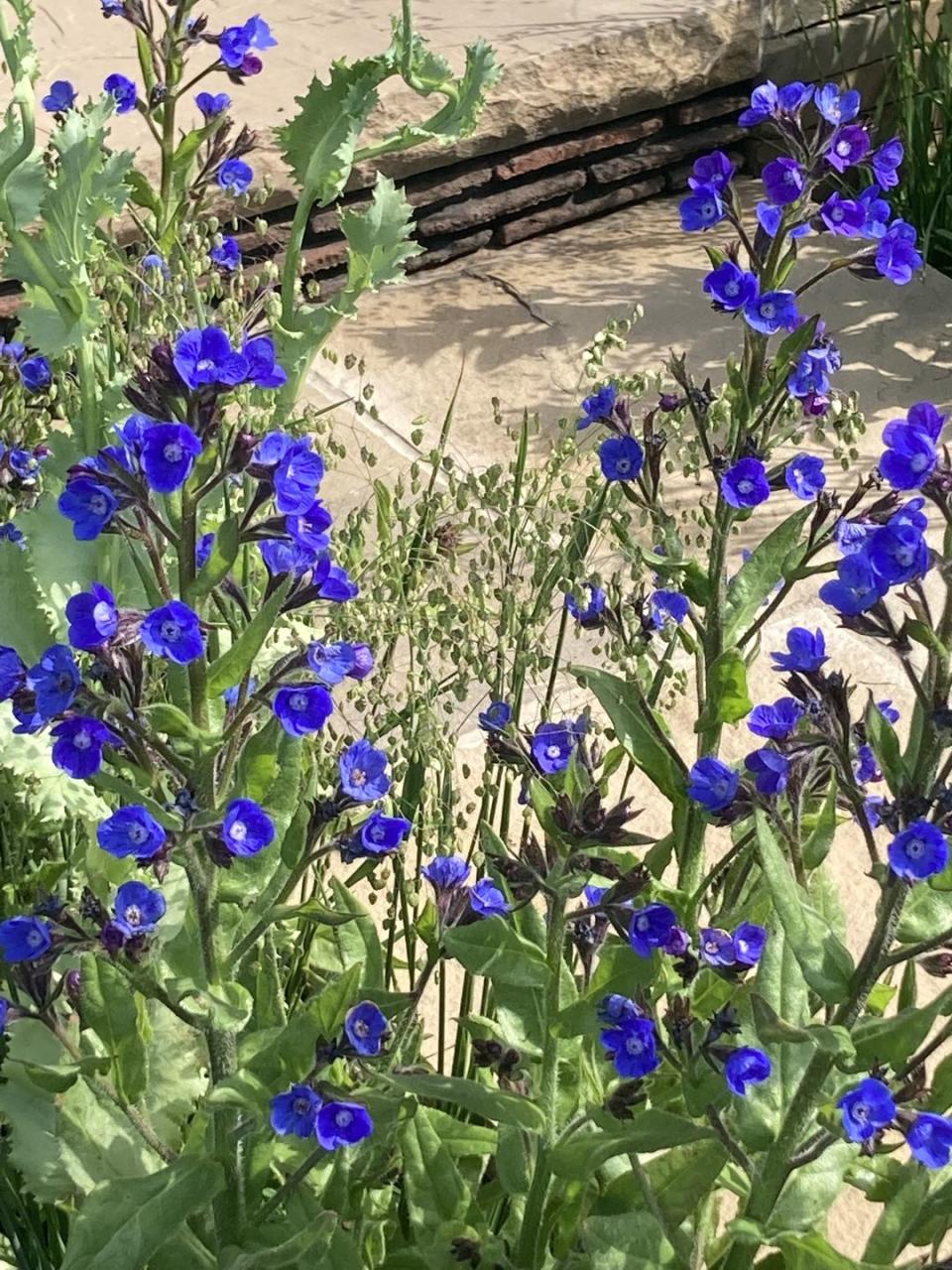 6) Anchusa azurea ‘Loddon Royalist’