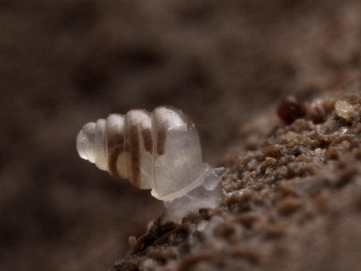 domed land snail