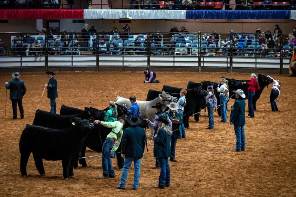 Judges carefully observe steer during the Fort Worth Stock Show and Rodeo’s Jr. Steer Show on Friday, Feb. 3, 2023.