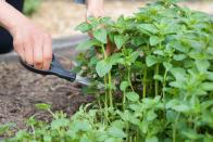 Nach dem Pflanzen und Ernten von eigenem Gemüse und anderen Produkten fördert vor allem auch das bewusste Zubereiten und Essen einen genussvollen Umgang mit natürlichen Lebensmitteln. Und was gibt es Besseres, als selbst geerntete Tomaten aus dem Garten mit frischem Basilikum aus dem Topf von der Fensterbank zu verspeisen? (Bild: iStock/PaulMaguire)