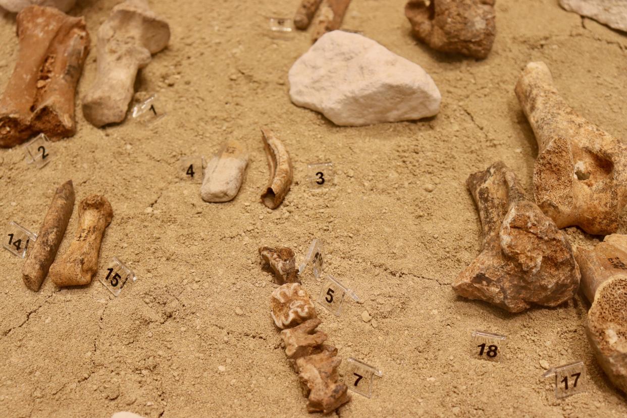 Remains of dwarf elephants on display