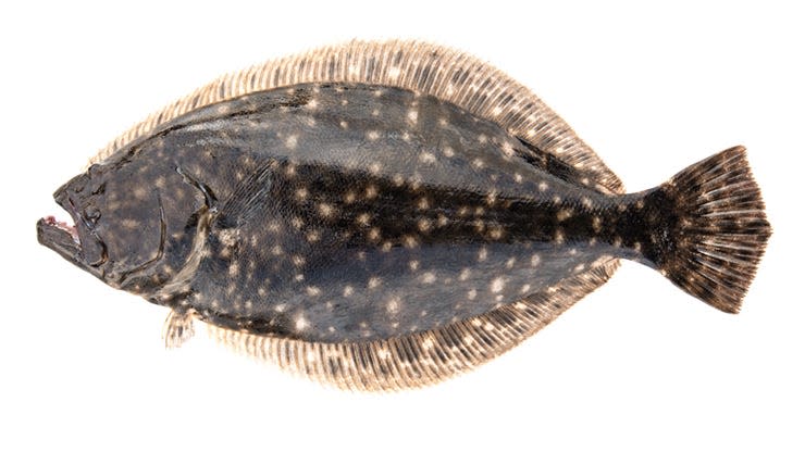 The southern flounder is the most common flounder species found in North Carolina's coastal waters. Other flounder species are the summer and the gulf flounder.