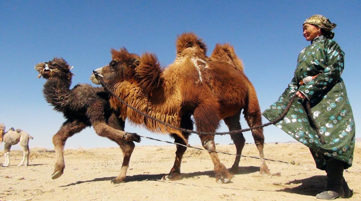 Pastora nómada de Mongolia llevando a sus camellos. <a href="https://ich.unesco.org/es/USL/ritual-para-amansar-a-las-camellas-01061" rel="nofollow noopener" target="_blank" data-ylk="slk:© Yu.Boldbaatar, 2013/UNESCO;elm:context_link;itc:0;sec:content-canvas" class="link ">© Yu.Boldbaatar, 2013/UNESCO</a>