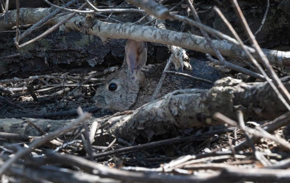 Riparian brush rabbit in a coyote bush at the San Joaquin River National Wildlife Refuge in Vernalis, Calif., Friday, April 21, 2023.