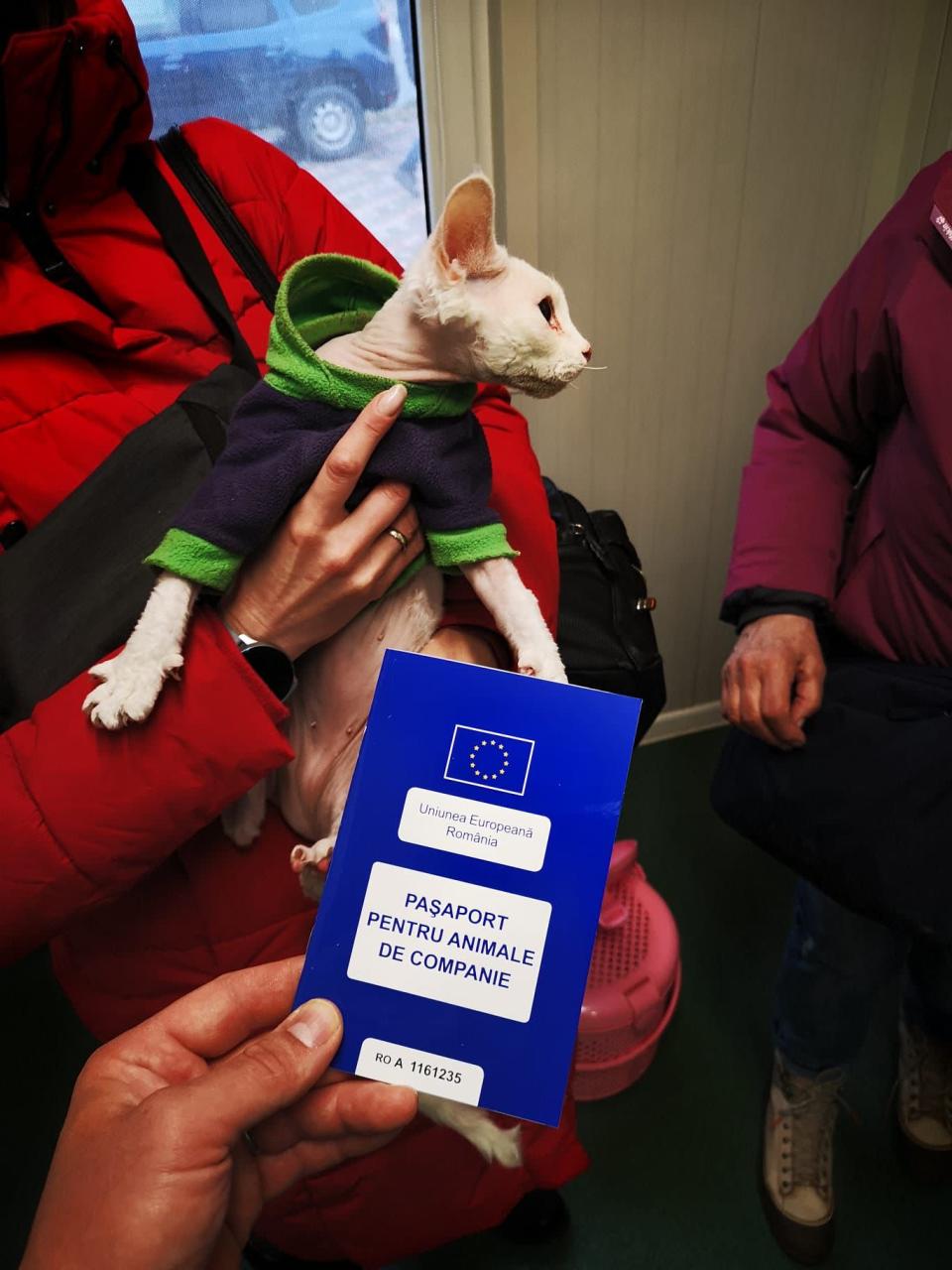 Pisicilor li se eliberează un pașaport 