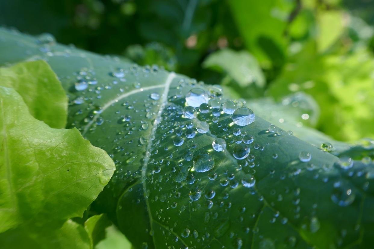 Morning dew on vegetable leaves can lead to fungal and bacterial disease, but morning sun can remove the dew quickly.
