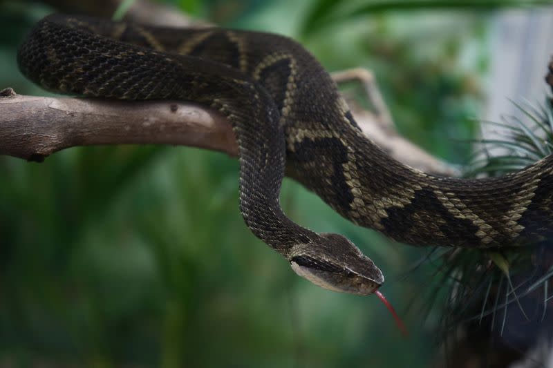 Brazilian study uses fruits compound to neutralize snake poison
