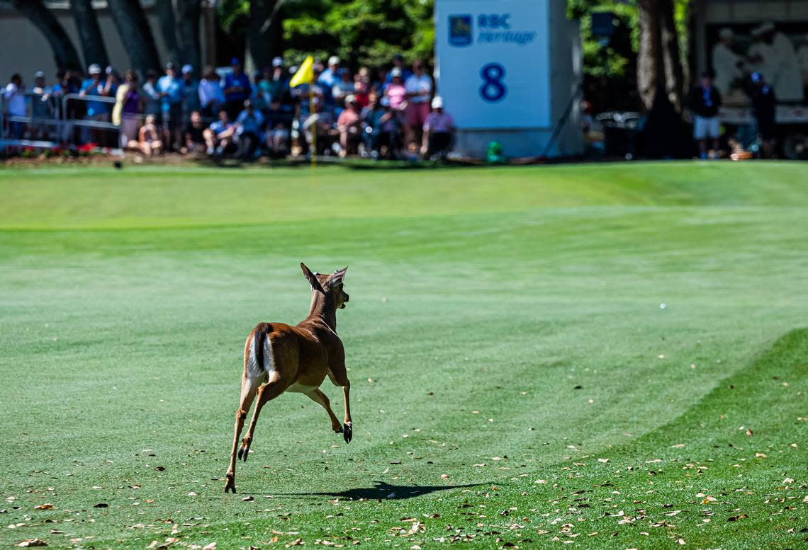 A deer leaped and bounded on the fairway and near the green of the 8th hole during the second round of the RBC Heritage Presented by Boeing on Friday, April 15, 2022 at Harbour Town Golf Links in Sea Pines on Hilton Head Island.