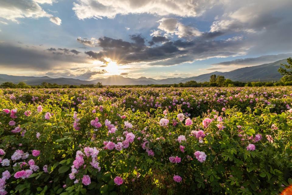Puesta de sol sobre un valle de rosas en Bulgaria, un país que se puede definir con una sola palabra: espectacular.