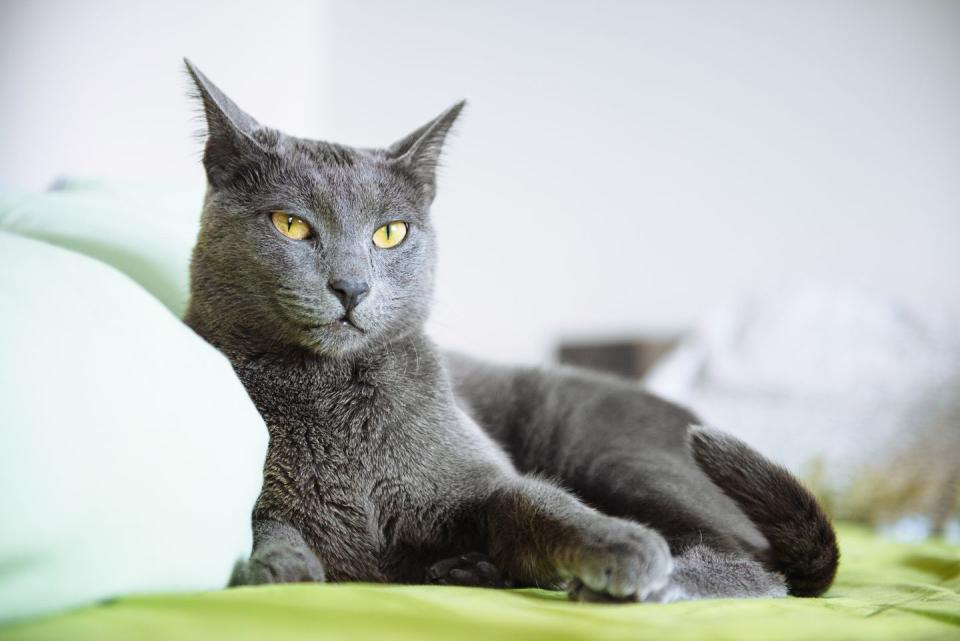 Russian Blue