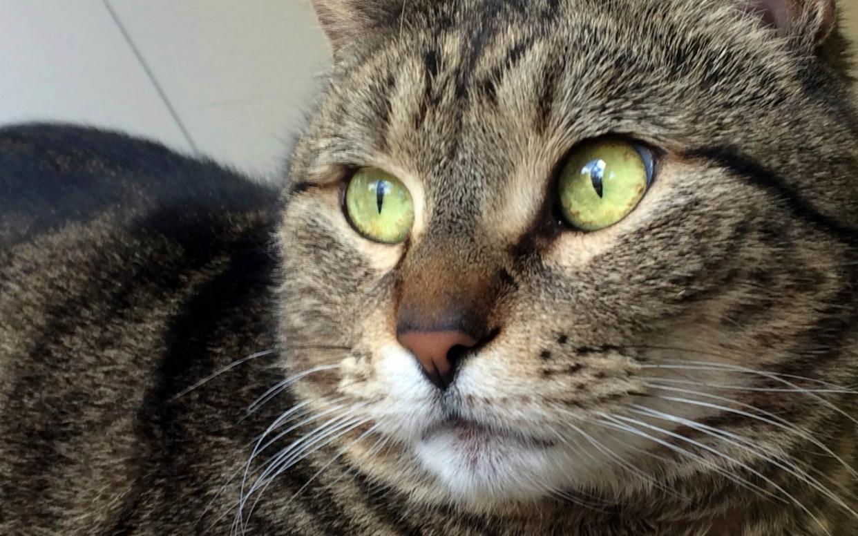 Our reader was asked to look after a much-loved tabby cat - Guelph Humane Society