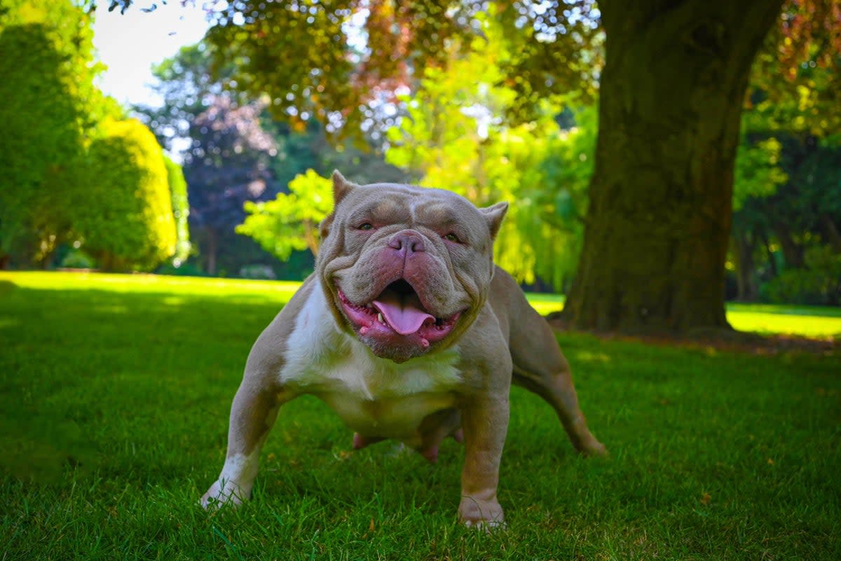 Reina, a fun loving female Exotic Bully dog  (Richard Dozda)