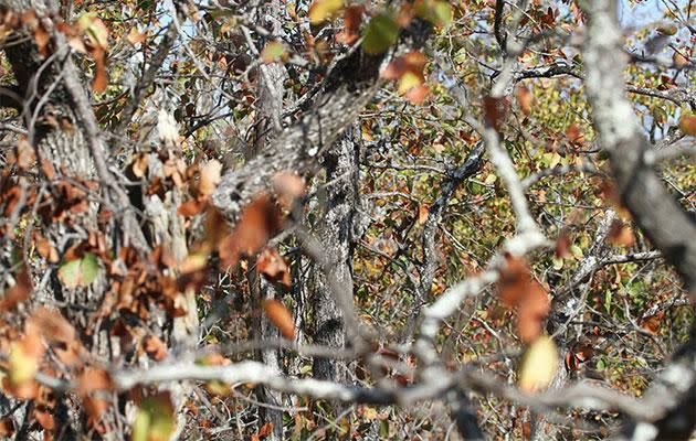 The owl is hiding in a tree. Photo: Caters