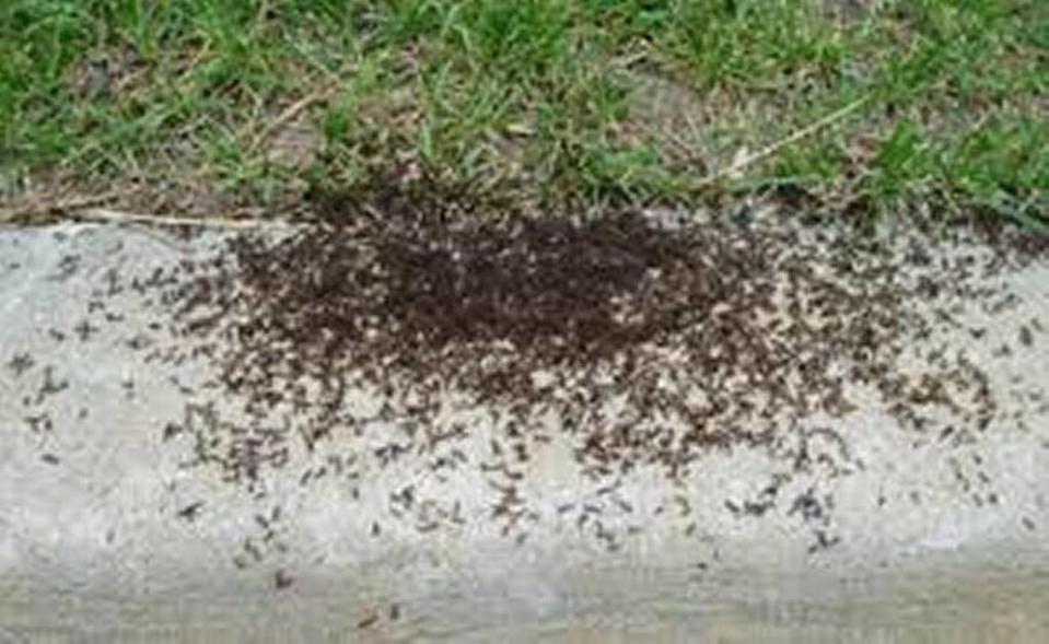 Pavement ants are one of the two most common types of ants that get inside homes, according to the extermination company Gemtek. They are drawn to heat, moisture and food (human and pet food). Anywhere there is moisture can be a hot spot, including bathrooms, kitchens and air conditioning units.