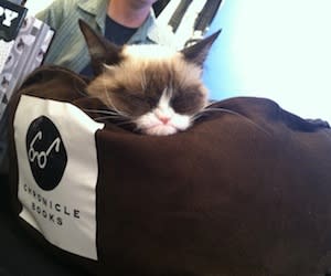 Hollywood's Rising Media Star Grumpy Cat Sparks Feline Frenzy at Kitson