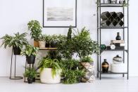 <p>Whether you have a green thumb or not, you're probably privy to the many benefits of <a href="https://www.goodhousekeeping.com/home/gardening/advice/g1285/hard-to-kill-plants/" rel="nofollow noopener" target="_blank" data-ylk="slk:live plants;elm:context_link;itc:0;sec:content-canvas" class="link ">live plants</a>. They can help purify the air, reduce stress, and even <a href="https://www.goodhousekeeping.com/home/organizing/a32066774/marie-kondo-joy-at-work-book/" rel="nofollow noopener" target="_blank" data-ylk="slk:boost your productivity;elm:context_link;itc:0;sec:content-canvas" class="link ">boost your productivity</a>. And let's not overlook their ability to create visual interest in your home. That said, finding the right plant can be quite challenging, as there are countless easy-to-care-for varieties that can breathe life into your space. From fiddle leaf fig trees that don't require a ton of water to striking palm plants that will take you back to your <a href="https://www.goodhousekeeping.com/life/travel/g4297/best-coastal-towns-in-america/" rel="nofollow noopener" target="_blank" data-ylk="slk:last beach getaway;elm:context_link;itc:0;sec:content-canvas" class="link ">last beach getaway</a>, here are 10 of the best aesthetic plants you can find online right now. </p>