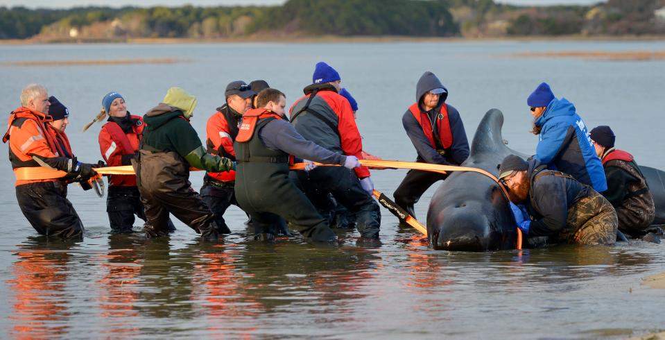 A pilot whale is moved into position to prepare it to be refloated as the high tide moved in Tuesday afternoon near Sunken Meadow Beach in Eastham.