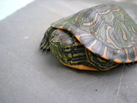 Turtle