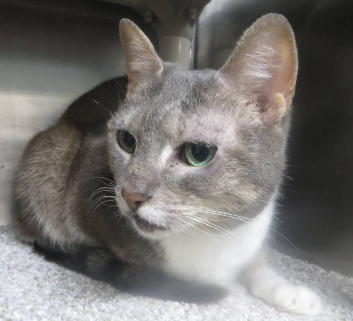 The Taunton Animal Shelter Pet of the Week is Alice, a female domestic shorthair cat.