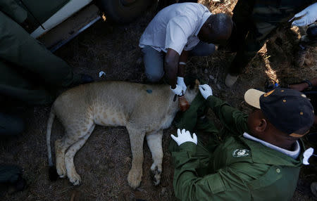 Kenya Wildlife Services veterinarians set up a radio collar on the neck of a tranquilised 5-year-old lioness named Nyala to track her pride's movements at the Nairobi National Park near Nairobi, Kenya January 23, 2017. REUTERS/Thomas Mukoya