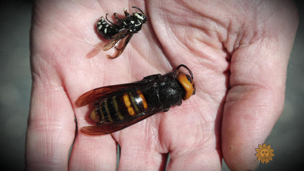 Asian giant hornets can grow large enough to carry a radio transponder.  / Credit: CBS News