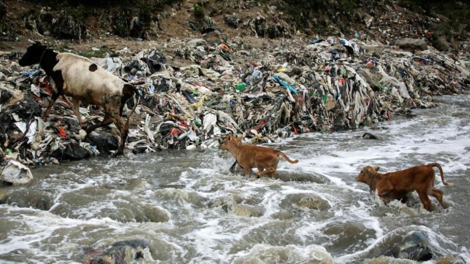 Una vaca con sus terneros cruzan el río contaminado de Las Vacas