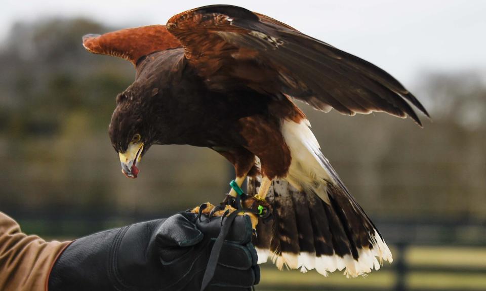 "Black Widow" takes a bit of a raw treat from a participant, overseen by David Hudson, a licensed falconer, at the Southall Farm & Inn  in Franklin, Tenn., Friday, Feb. 24, 2023. 