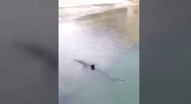 Large shark terrifies tourists near shore at beach in Spain