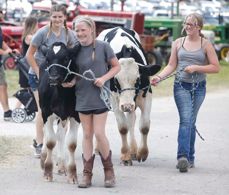 Participants move their cows at the 2021 Medina County Fair.